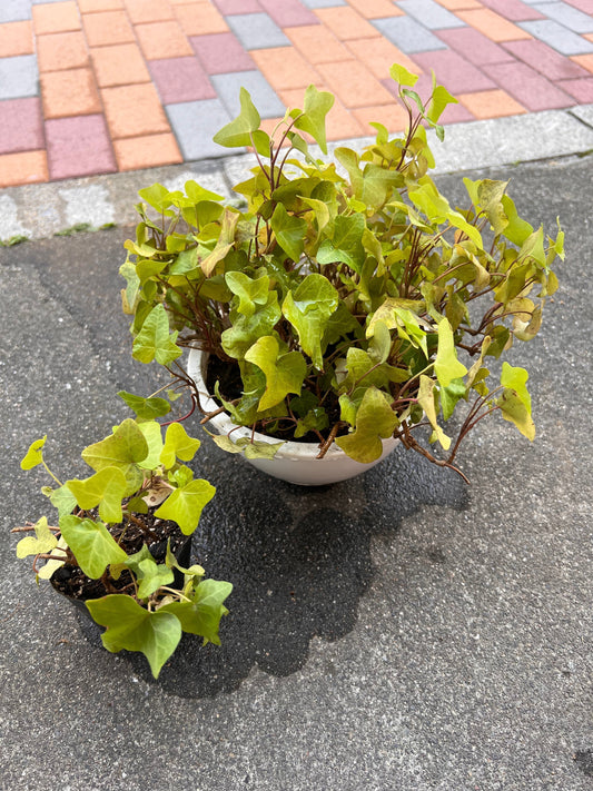 10　夏支度