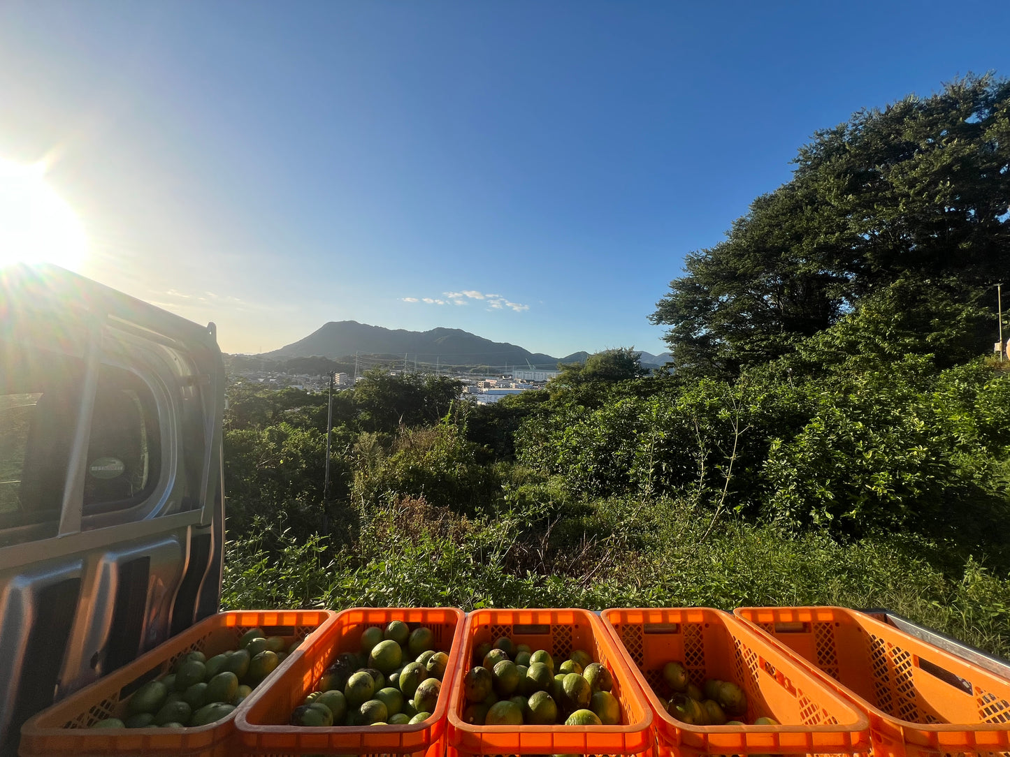 11月の瀬戸田ベルガモットとグリーンレモンのおやつ便 (11/17まで受付)