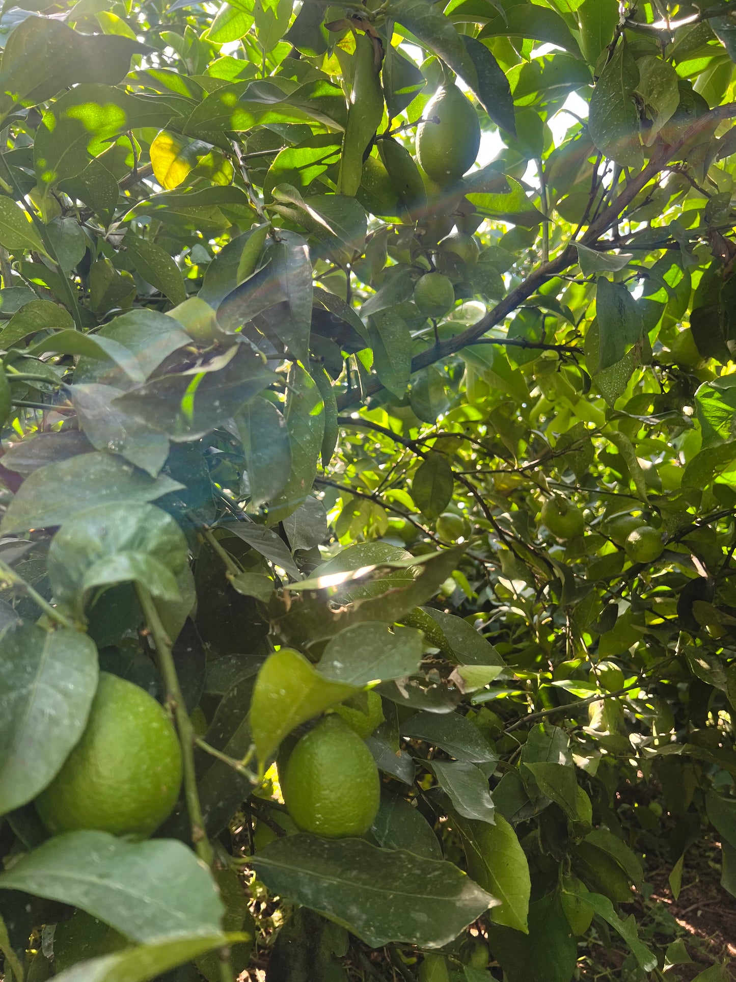 11月の瀬戸田ベルガモットとグリーンレモンのおやつ便 (11/17まで受付)